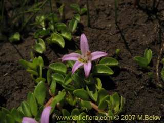 image of lobelia oligophylla altitude 1550 m 1 23 2007 latin name 