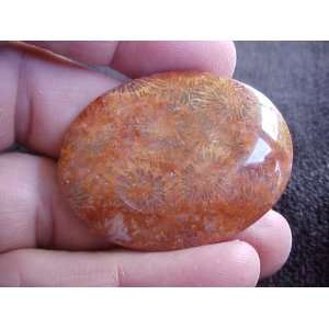  S3520 Indonesia Natural Agate Coral Fossil Oval Cabochon 