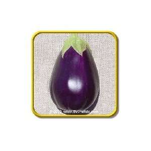  Black Beauty   Eggplant Seeds   Jumbo Seed Packet (250 