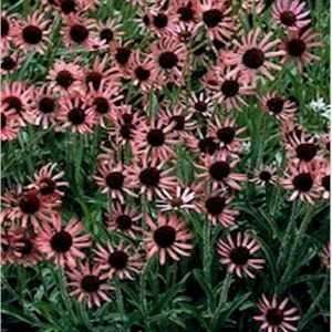  CONEFLOWER ROCKY TOP / 1 gallon Potted Patio, Lawn 