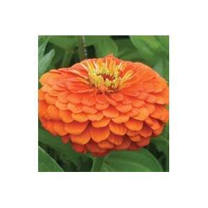  Sulphur Zinnia (Special)   100 Seeds Patio, Lawn & Garden