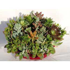  Succulent Wreath Patio, Lawn & Garden