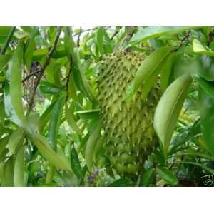   muricata   edible sour sop fruit   25 seeds Patio, Lawn & Garden