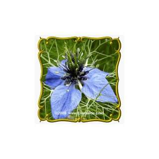  1 Oz Love in a Mist (Nigella damascena) Bulk Wildflower 