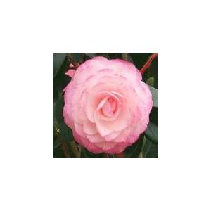 Camellia Japonica Grace Albritton Shrub (1 to 2 Year Plants) 8 12 