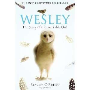    The Story of a Remarkable Owl [Paperback] Stacey OBrien Books