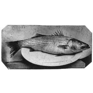  striped bass on a plate,c1860s,stripers,rockfish
