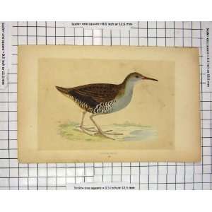  Colour Print Morris 1851 Bird Ornithology Water Rail