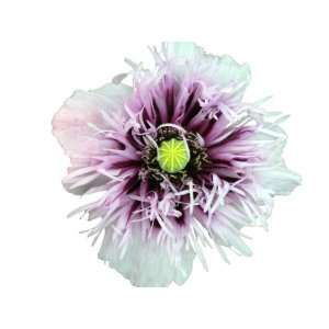  100 Poppy Flower Seeds. Lavender Semi  Double Poppies. One Stop 