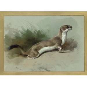   Thorburn   24 x 18 inches   A Stoat On The Alert