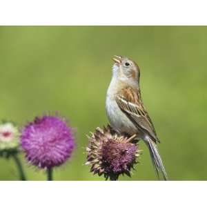  Field Sparrow (Spizella Pusilla) Singing on a Thistle 