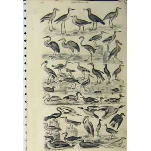  Ornithology C1890 Species Birds Flying Duck Pelican