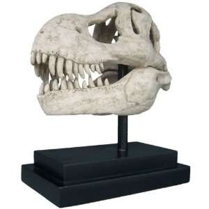  T Rex Dinosaur Skull Fossil Statue on Museum Mount
