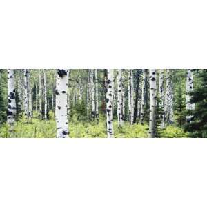  Alpine Forest of White Birch Trees, Glacier National Park 