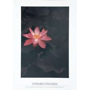  Lotus   Poster by Edward Steichen (20x28)