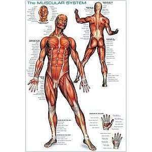 The Muscular System Poster: Home & Kitchen