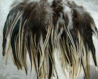 guinea silver pheasant reeves pheasant canadian goose wood pigeon 