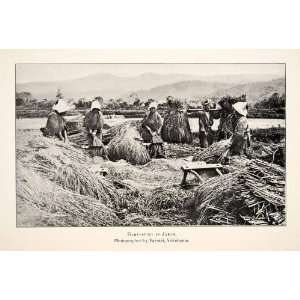 Print Women Harvest Japan Portrait Rice Mountain Landscape Agriculture 