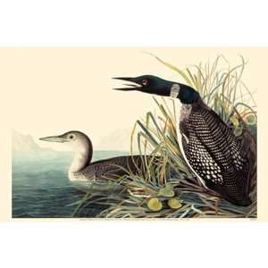  Common Loon Poster
