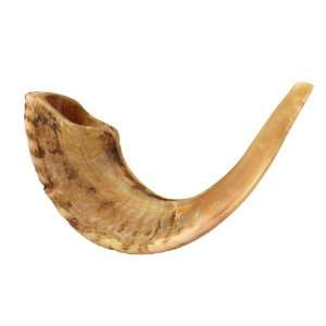  17 18 Kosher Rams Horn Natural Shofar Made in Israel 