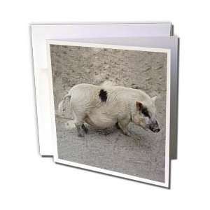  Farm Animals   Pig   Greeting Cards 12 Greeting Cards with 