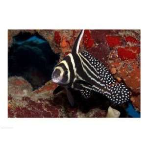  Spotted Drum Fish Poster (24.00 x 18.00): Home & Kitchen