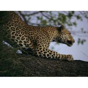  Male Leopard Sharpens his Claws on a Tree Trunk Giclee 