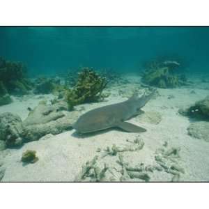  Nurse Shark Rests on the Sea Floor Off the Coast of Key West 