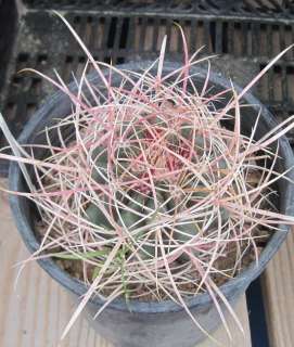 Ferocactus cylindraceus Fire Barrel Compass Barrel Cactus 2  
