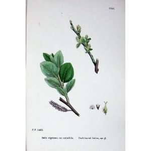   Botany Plants C1902 Dark Leaved Sallow Salix Nigricans: Home & Kitchen