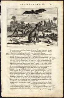 Antique Print JACKAL BAT INDIA Nieuhof 1682  