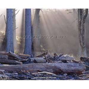  Sunandamp;apos;s rays through trees in forest Framed 