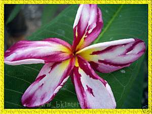 Plumeria with rooted Splash White LavenderVery New  