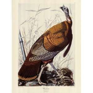   Turkey Finest LAMINATED Print John James Audubon 20x27: Home & Kitchen