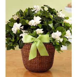 Potted Fragrant Gardenia  Grocery & Gourmet Food