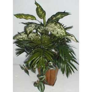  22 Mixed Planter with Dieffenbachia Plant & Palm