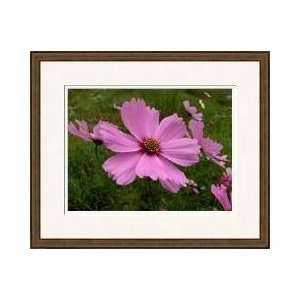  Pink Cosmos Framed Giclee Print