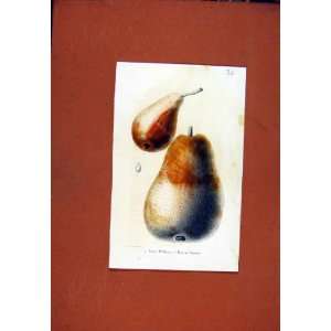  William Pear Fruit Diagram Drawing Hand Colored C1831 