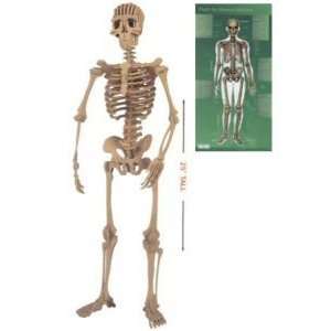  Human Skeleton Building Woodkit and Educational Poster by 