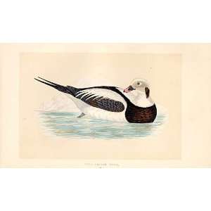  British Birds 1St Ed Morris 1851 Long Tailed Duck 285 