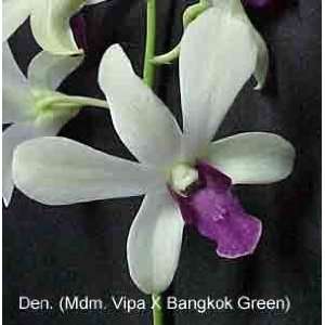Dendrobium Mdm. Vipa x Bangkok Green Grocery & Gourmet Food