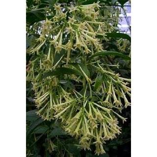 Night Blooming Jasmine Plant   Cestrum nocturnum   4 Pot