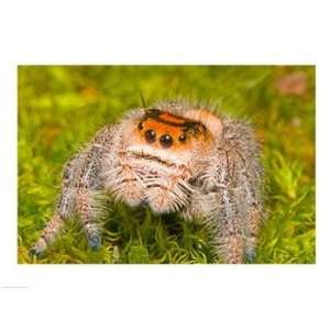  Regal Jumping spider in a field, Florida, USA Poster (24 