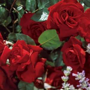  Black Cherry Rose Seeds Packet: Patio, Lawn & Garden