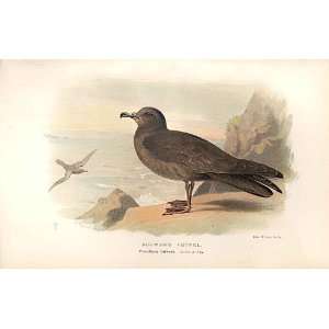  BulwerS Petrel Lilfords Birds 1885 97 By A Thorburn