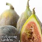 HARDY FIG FRUIT TREE Texas Everbearing Brown Turkey LIVE PLANT