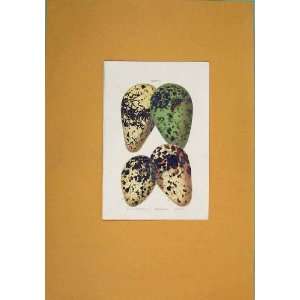  Eggs Color Antique Print Guillemot Razorbill Birds 1812 