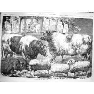  1869 Prize Cattle Pigs Sheep Smithfield Club Show