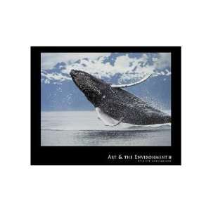  Northern Humpback Whale Poster Print