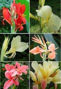 1000 Mixed canna lily seeds, not plant, flower, pond  